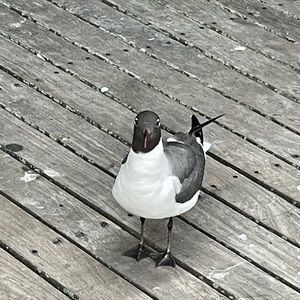 Meet your Posher, Breann